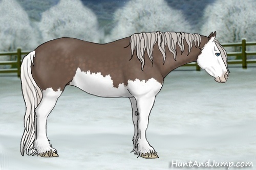 Horse Color:Silver Black Splash