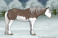 Horse Color:Silver Black Splash