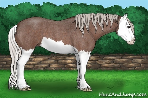 Horse Color:Silver Bay Roan Splash 