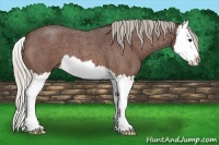 Horse Color:Silver Bay Roan Splash
