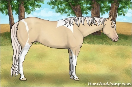Horse Color:Silver Classic Champagne Dun Sabino Tobiano Frame Rabicano