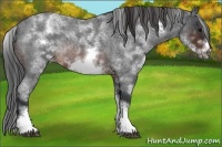 Horse Color:White Spotted Brown Roan Frame