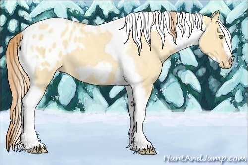 Horse Color:Gold Champagne Roan Dun Splash Tobiano Frame Appaloosa Rabicano 