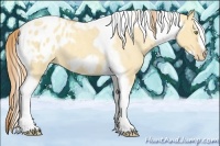 Horse Color:Gold Champagne Roan Dun Splash Tobiano Frame Appaloosa Rabicano