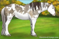 Horse Color:White Spotted Amber Champagne Ice Splash 