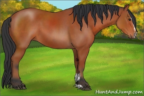 Horse Color:Bay Sabino 