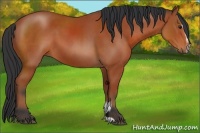Horse Color:Bay Sabino