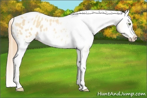 Horse Color:Gold Champagne Roan Dun Splash Tobiano Frame Blanket Rabicano