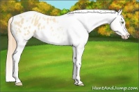 Horse Color:Gold Champagne Roan Dun Splash Tobiano Frame Blanket Rabicano