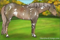 Horse Color:White Spotted Chocolate Palomino