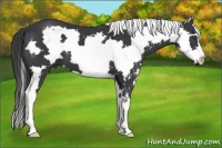 Horse Color:White Spotted Black Splash Frame