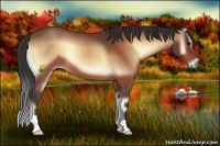 Horse Color:Buckskin Onyx 