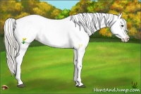 Horse Color:Chocolate Palomino Sabino Appaloosa
