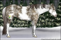 Horse Color:White Spotted Classic Champagne Ice Dun Frame