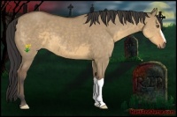 Horse Color:Buckskin Dun