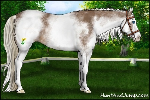 Horse Color:White Spotted Chestnut Splash