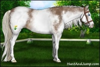 Horse Color:White Spotted Chestnut Splash 