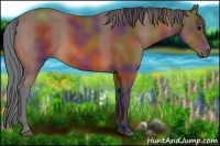 Horse Color:Nacre Bay 