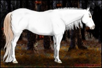 Horse Color:Buckskin Dun Snowcap 