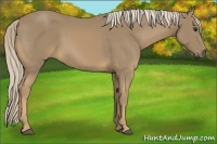 Horse Color:Palomino 