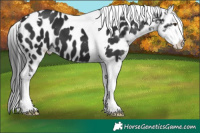 Horse Color:Liver Chestnut Tobiano Near Leopard