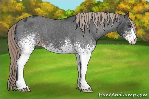 Horse Color:White Spotted Liver Chestnut Varnish 