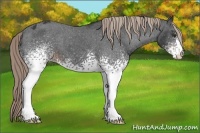 Horse Color:White Spotted Liver Chestnut Varnish 