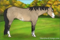 Horse Color:Brown Dun Sabino 