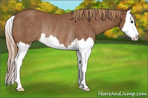 Horse Color:Chestnut Splash Rabicano