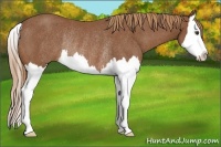 Horse Color:Chestnut Splash Rabicano