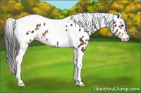 Horse Color:Bay Sabino Splash Tobiano Appaloosa Rabicano 