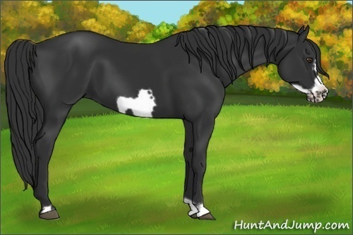 Horse Color:Liver Chestnut Frame 