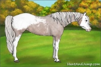Horse Color:Silver Brown Splash Appaloosa