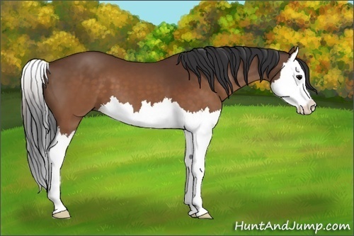 Horse Color:Brown Splash 