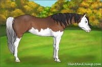 Horse Color:Brown Splash