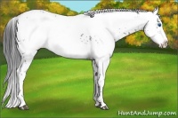 Horse Color:Black Frame Appaloosa 