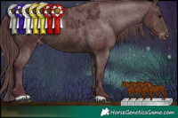 Horse Color:Chocolate Brown Appaloosa 