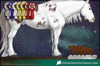 Horse Color:Chocolate Brown Appaloosa 