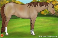 Horse Color:Red Dun 