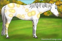 Horse Color:Liver Chestnut Frame 