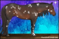 Horse Color:White Spotted Liver Chestnut 
