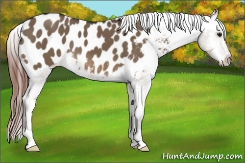 Horse Color:Brown Dun Appaloosa 