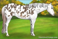 Horse Color:Brown Dun Appaloosa 