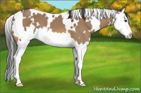 Horse Color:White Spotted Bay Dun Splash 