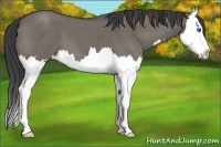 Horse Color:Smoky Grullo Roan Splash 