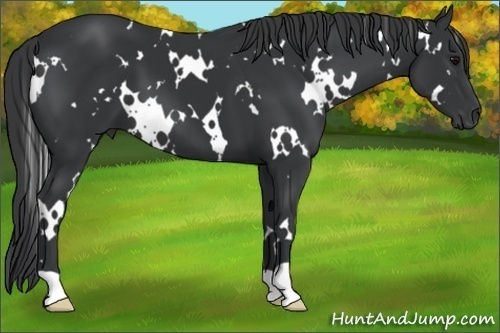 Horse Color:White Spotted Black 