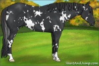 Horse Color:White Spotted Black
