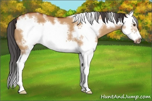 Horse Color:White Spotted Bay Dun Splash Frame 