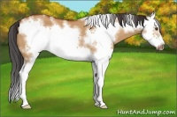Horse Color:White Spotted Bay Dun Splash Frame