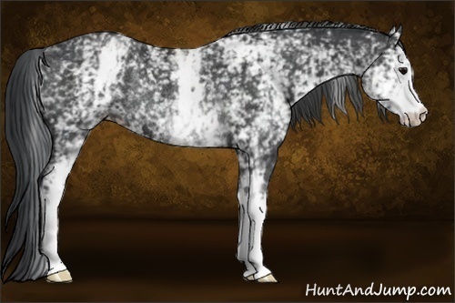 Horse Color:White Spotted Black Rabicano 